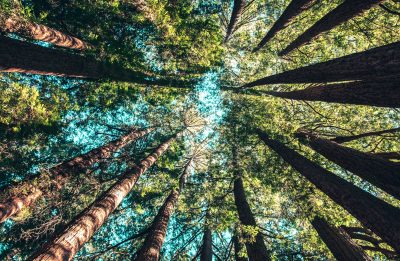 Why must Businesses Incorporate Sustainability into their Business Strategy?